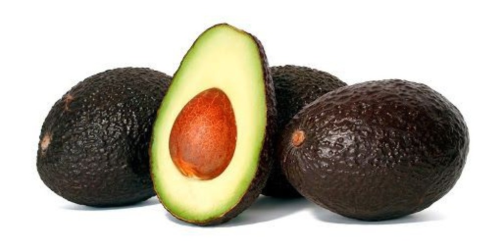 palta hass chilena